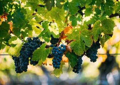 Grapes