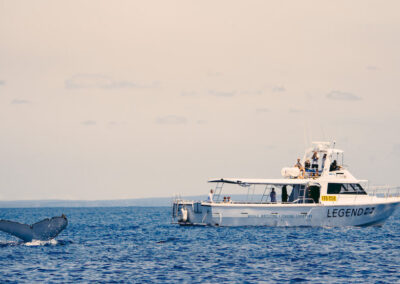 Whale Watching
