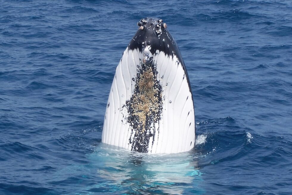 Whale Watching Augusta WA