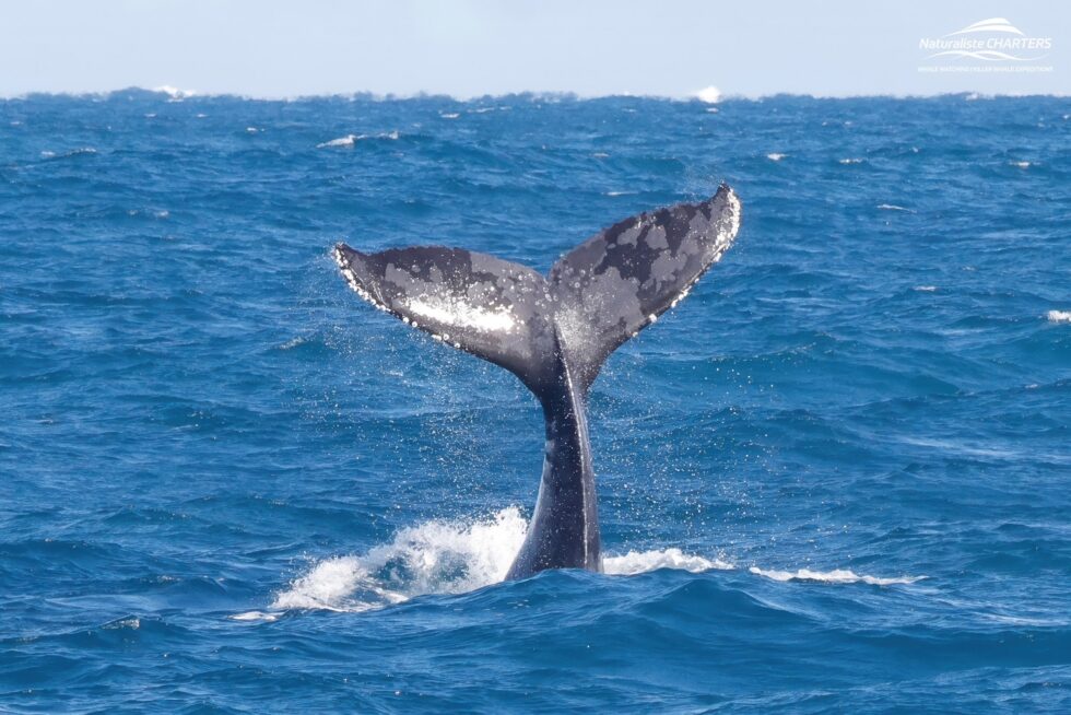 Whale Watching Augusta WA