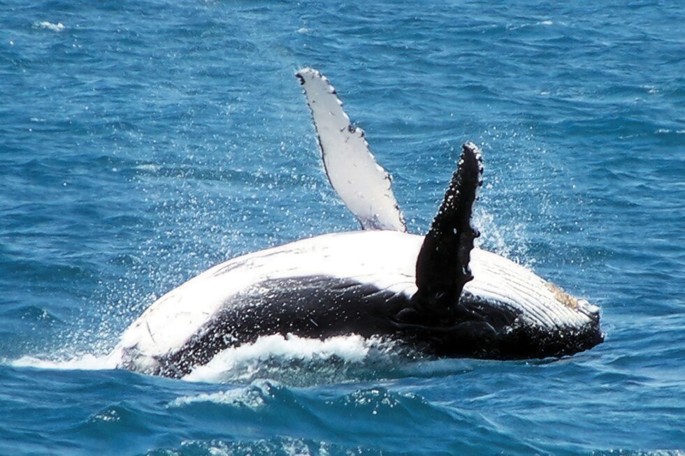 Whale Watching Augusta WA